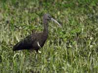 Ibis falcinelle Plegadis falcinellus