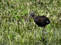 Ibis falcinelle Plegadis falcinellus