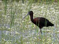 Ibis falcinelle Plegadis falcinellus