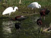 Ibis falcinelle Plegadis falcinellus