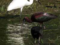 Ibis falcinelle Plegadis falcinellus