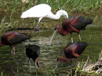 Ibis falcinelle Plegadis falcinellus