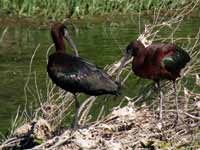 Ibis falcinelle Plegadis falcinellus