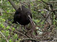 Ibis falcinelle Plegadis falcinellus