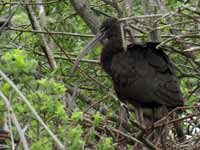 Ibis falcinelle Plegadis falcinellus