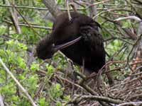 Ibis falcinelle Plegadis falcinellus