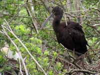 Ibis falcinelle Plegadis falcinellus