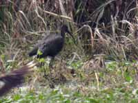 Ibis falcinelle Plegadis falcinellus