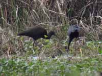 Ibis falcinelle Plegadis falcinellus