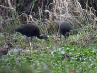 Ibis falcinelle Plegadis falcinellus