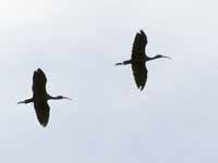 Ibis falcinelle Plegadis falcinellus