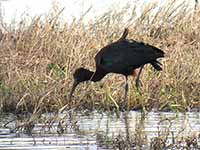 Ibis falcinelle Plegadis falcinellus