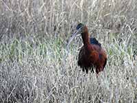 Ibis falcinelle Plegadis falcinellus