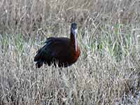 Ibis falcinelle Plegadis falcinellus