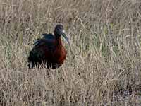 Ibis falcinelle Plegadis falcinellus