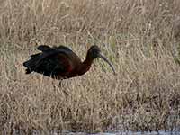 Ibis falcinelle Plegadis falcinellus