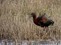 Ibis falcinelle Plegadis falcinellus