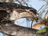  Ibijau gris Nyctibius griseus