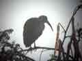 Ibis hagedash Bostrychia hagedash