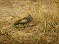 Ibis hagedash Bostrychia hagedash