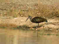 Ibis hagedash Bostrychia hagedash