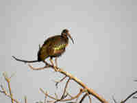 Ibis hagedash Bostrychia hagedash