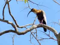 Ibis mandore Theristicus caudatus