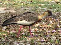 Ibis mandore Theristicus caudatus