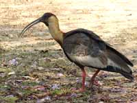 Ibis mandore Theristicus caudatus