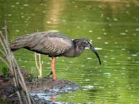 Ibis plombé Theristicus caerulescens