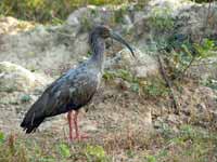 Ibis plombé Theristicus caerulescens