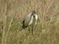 Ibis sacré Threskiornis aethiopicus