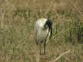 Ibis sacré Threskiornis aethiopicus