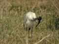 Ibis sacré Threskiornis aethiopicus