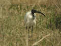 Ibis sacré Threskiornis aethiopicus