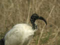 Ibis sacré Threskiornis aethiopicus