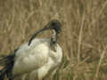 Ibis sacré Threskiornis aethiopicus