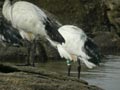 Ibis sacré Threskiornis aethiopicus