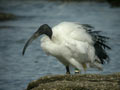 Ibis sacré Threskiornis aethiopicus