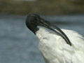 Ibis sacré Threskiornis aethiopicus