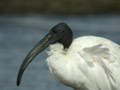 Ibis sacré Threskiornis aethiopicus