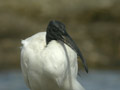 Ibis sacré Threskiornis aethiopicus