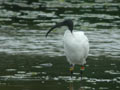 Ibis sacré Threskiornis aethiopicus