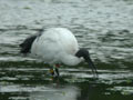 Ibis sacré Threskiornis aethiopicus