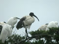 Ibis sacré Threskiornis aethiopicus