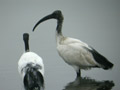 Ibis sacré Threskiornis aethiopicus