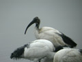 Ibis sacré Threskiornis aethiopicus