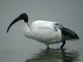 Ibis sacré Threskiornis aethiopicus