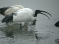 Ibis sacré Threskiornis aethiopicus