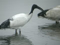 Ibis sacré Threskiornis aethiopicus